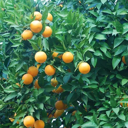 酒店 纳扎尔酒店 塞尔丘克